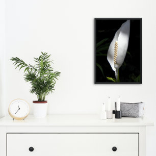 White Peace Lily Plant Blommigt Fototryck