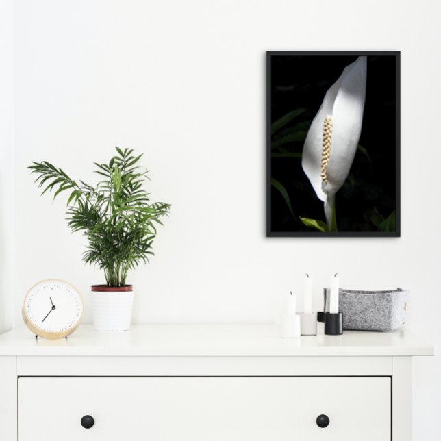 White Peace Lily Plant Blommigt Fototryck (In Situ Framed)