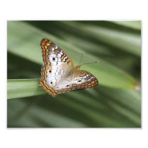 White Peacock Butterfly. Fototryck