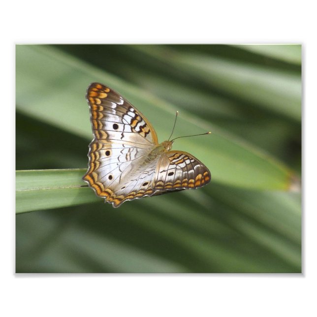 White Peacock Butterfly. Fototryck (Framsidan)