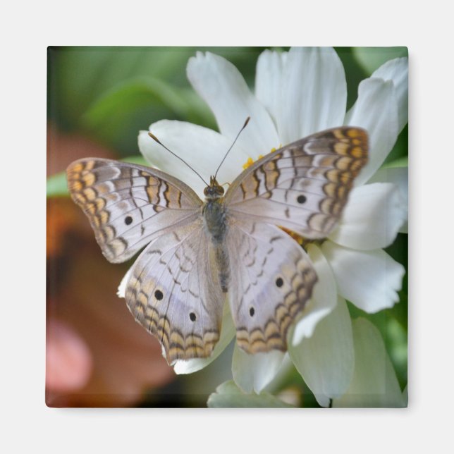 White Peacock Butterfly Magnet (Framsidan)