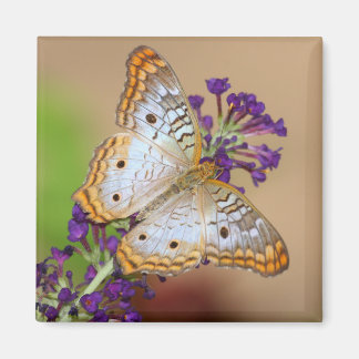 White Peacock Butterfly på Lila blommor Magnet