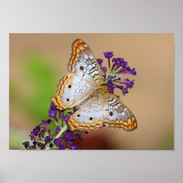 White Peacock Butterfly på Lila blommor Poster (Framsidan)