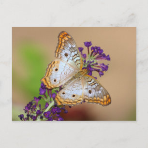 White Peacock Butterfly på Lila blommor Vykort