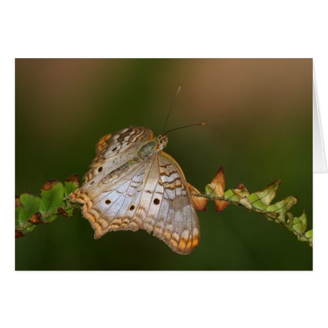 White Peacock butterfly på löv Hälsningskort (Framsidan Horizontal)