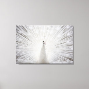 White Peacock Canvastryck
