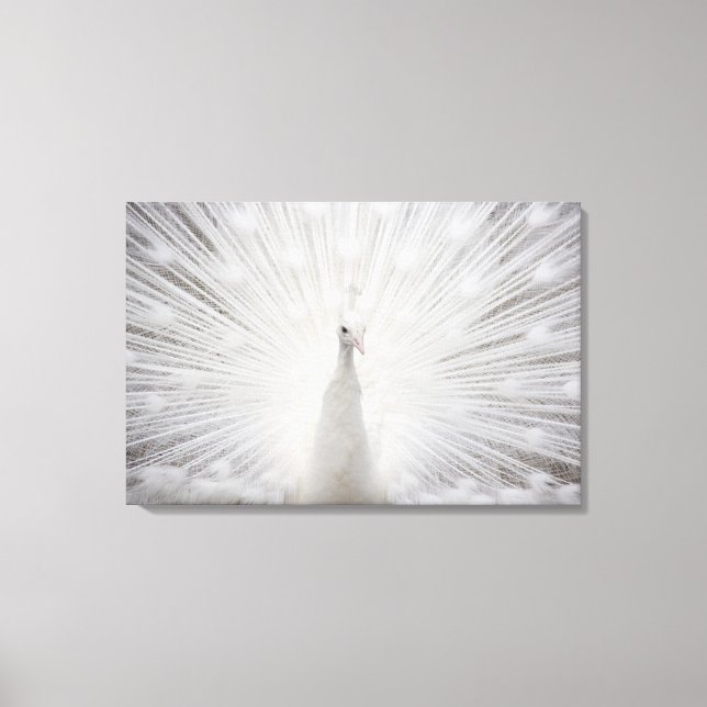 White Peacock Canvastryck (Framsida)