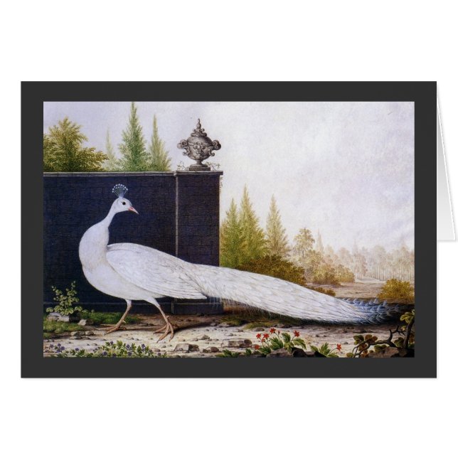 White Peacock Hälsningskort (Framsidan Horizontal)