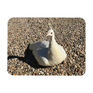 White Peacock, Idaho Magnet