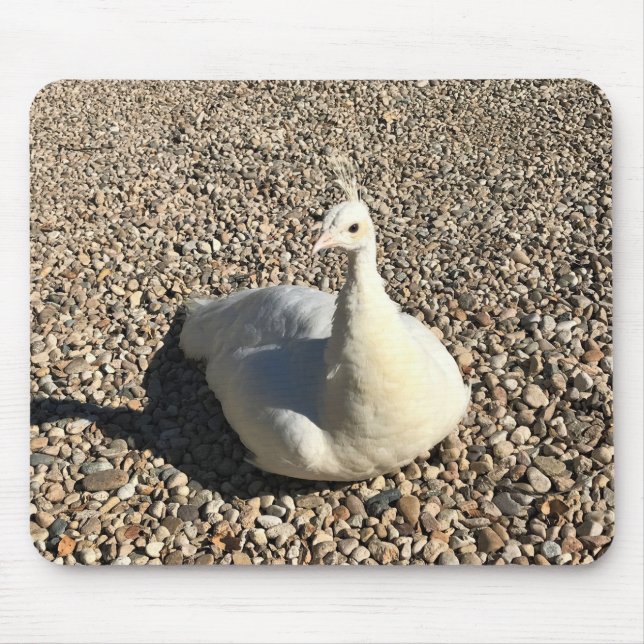 White Peacock, Idaho Musmatta (Framsidan)