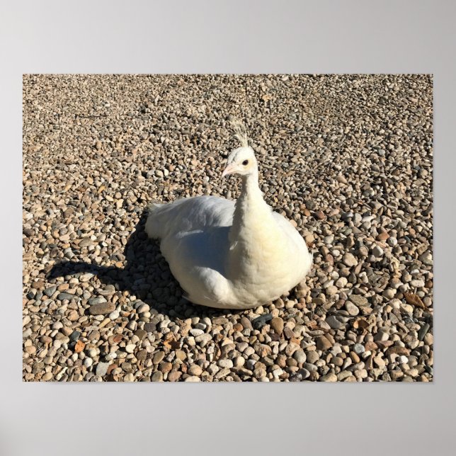 White Peacock, Idaho Poster (Framsidan)