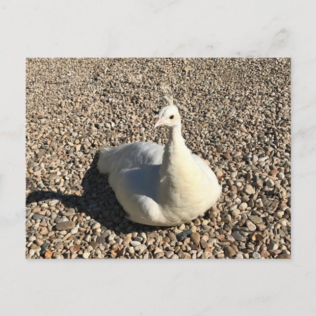White Peacock, Idaho Vykort (Framsida)