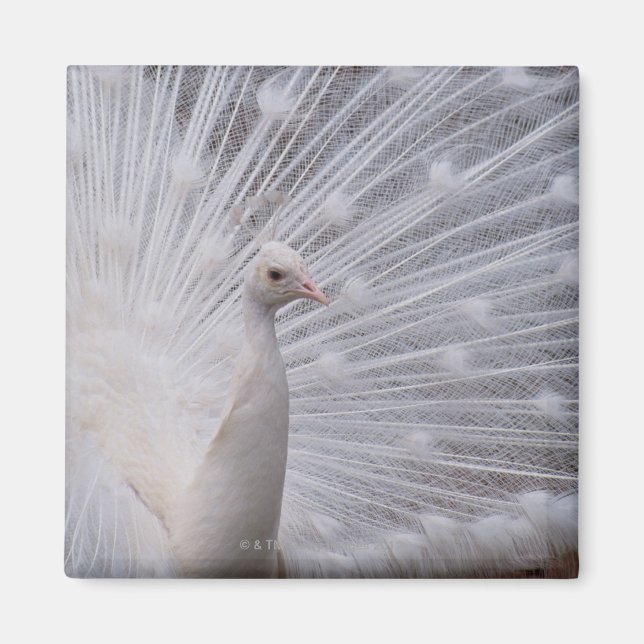 White Peacock Magnet (Framsidan)