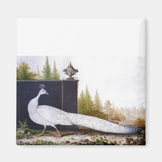 White Peacock Magnet (Framsidan)