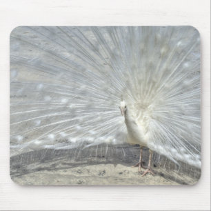 White Peacock Musmatta