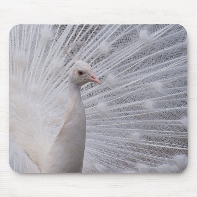 White Peacock Musmatta (Framsidan)