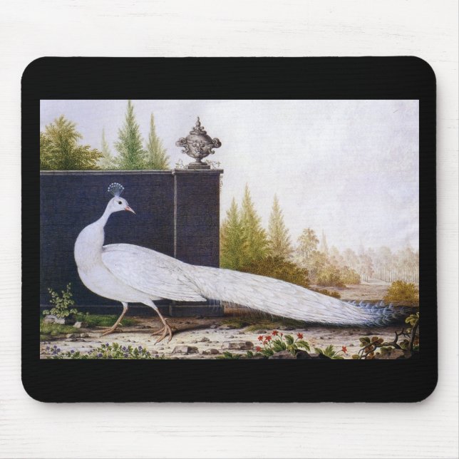 White Peacock Musmatta (Framsidan)