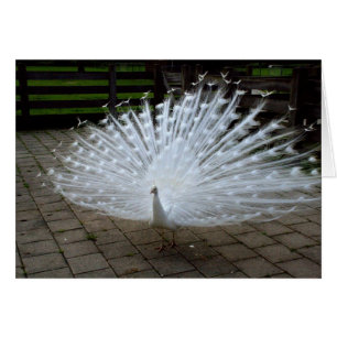 White Peacock OBS Kort