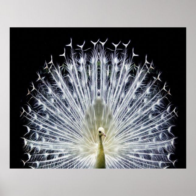 White Peacock Pavo Animalia Poster (Framsidan)