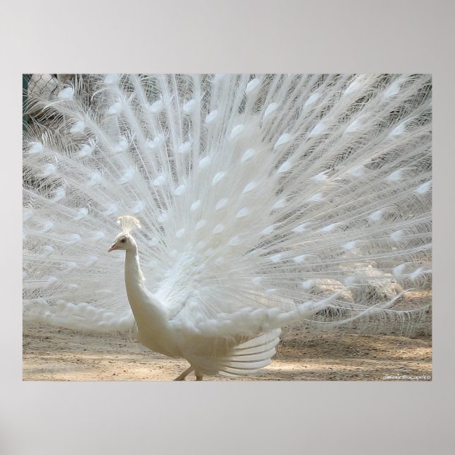 WHITE PEACOCK POSTER (Framsidan)