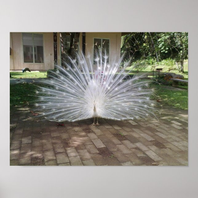 White Peacock Poster (Framsidan)