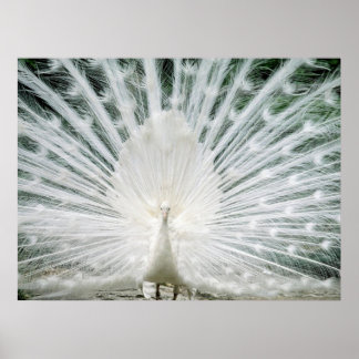 WHITE PEACOCK POSTER