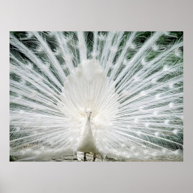 WHITE PEACOCK POSTER (Framsidan)