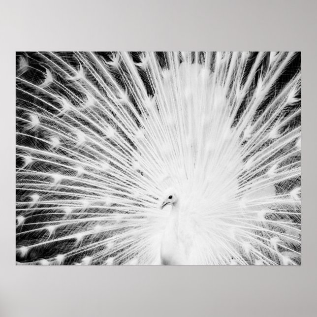 White Peacock Poster (Framsidan)