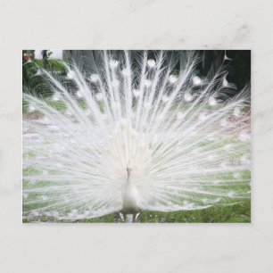 White Peacock Vykort