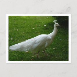 White Peacock Vykort