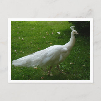 White Peacock Vykort