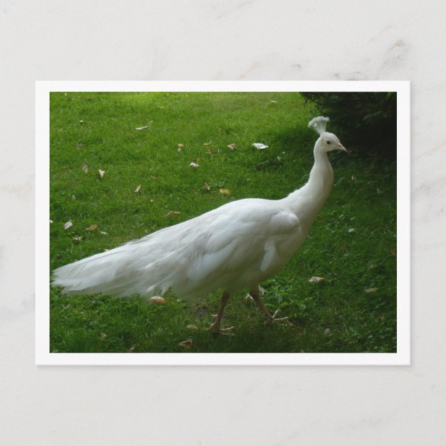 White Peacock Vykort (Framsida)