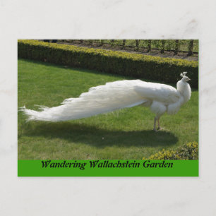 White Peacock Vykort