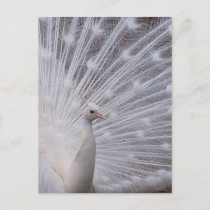 White Peacock Vykort