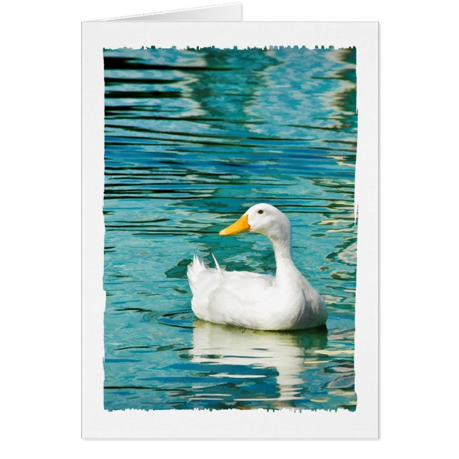 White Pekin Anka - Naturfoto i reflektioner OBS Kort (Framsidan)