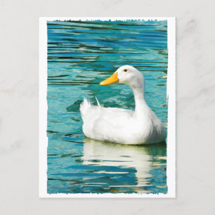 White Pekin Anka - Naturfoto i reflektioner Vykort