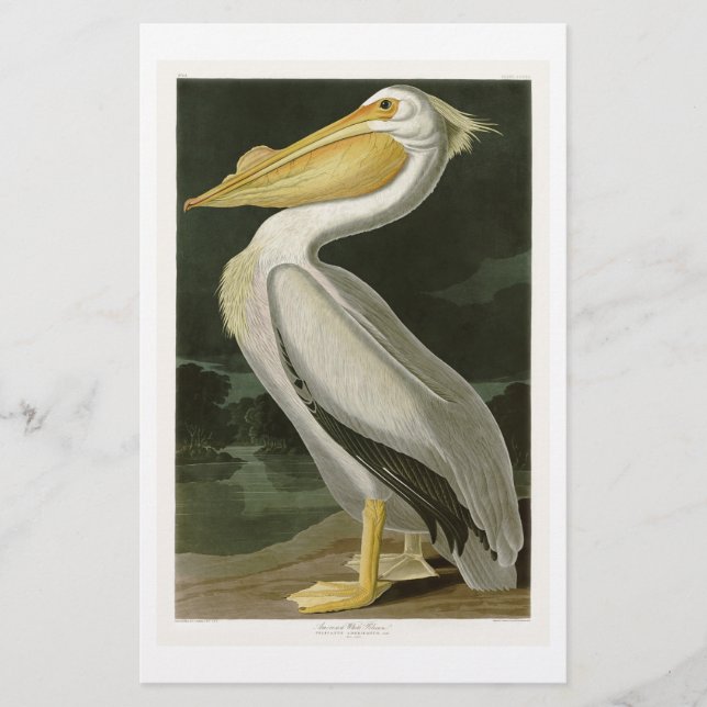 White Pelican John James Audubon Birds of America (Framsida)