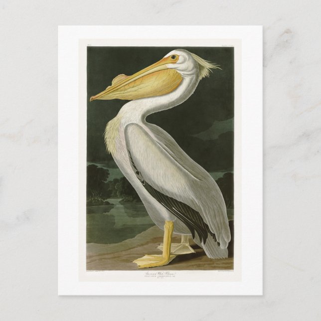 White Pelican John James Audubon Birds of America Vykort (Framsida)