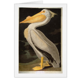 White Pelican, John James Audubon Hälsningskort