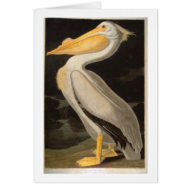 White Pelican, John James Audubon Hälsningskort (Framsidan)