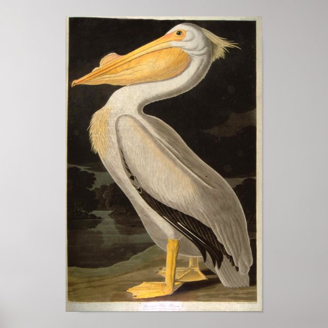 White Pelican, John James Audubon Poster (Framsidan)