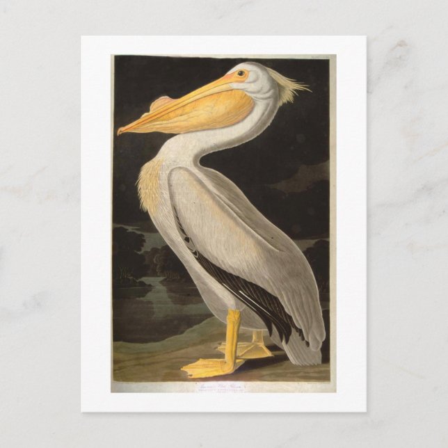 White Pelican, John James Audubon Vykort (Framsida)