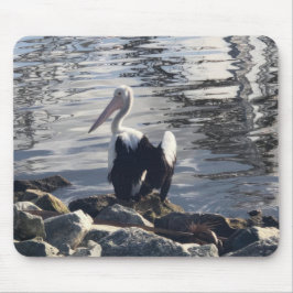 White Pelican Musmatta