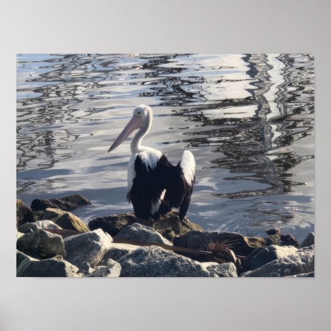 White Pelican Poster (Framsidan)