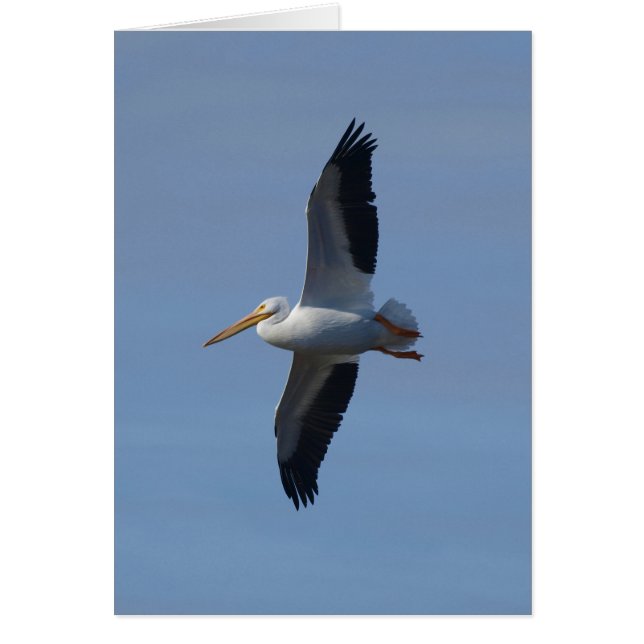 White Pelican Take Flight Hälsningskort (Framsidan)