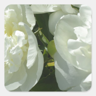 White Peonies Fyrkantigt Klistermärke