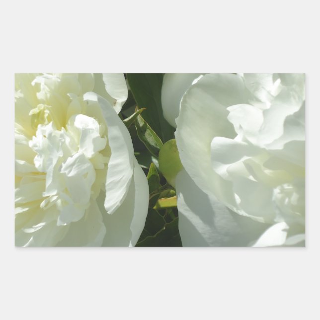 White Peonies Rektangulärt Klistermärke (Framsida)