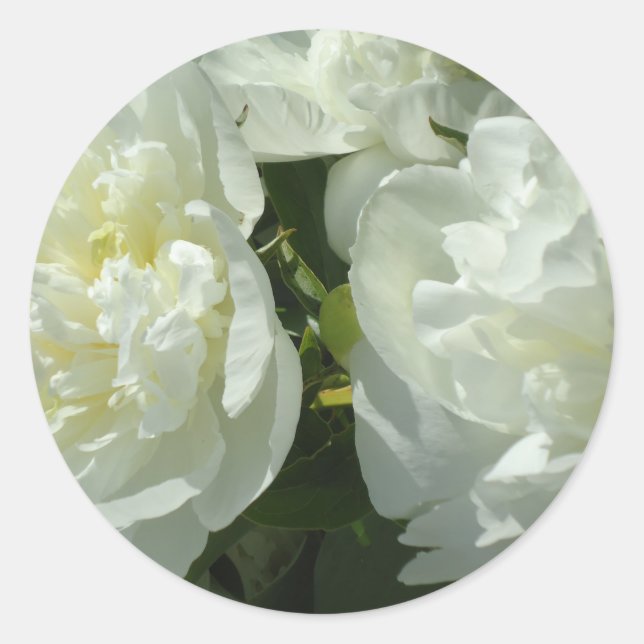 White Peonies Runt Klistermärke (Framsida)