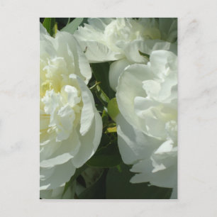 White Peonies Vykort