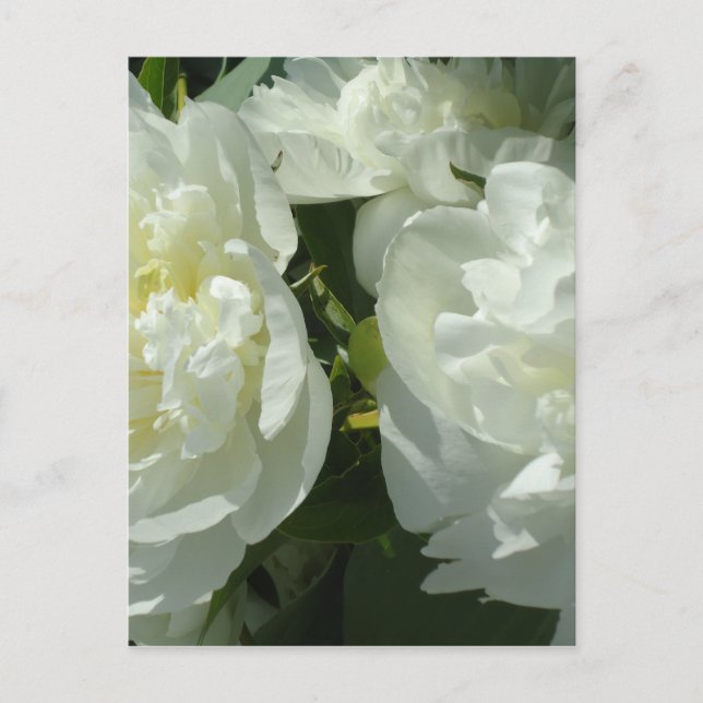 White Peonies Vykort (Framsida)